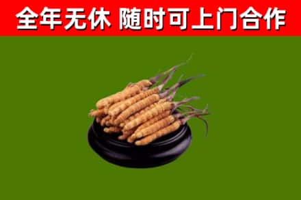 金昌回收冬虫夏草